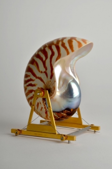 Nautilus Belauensis